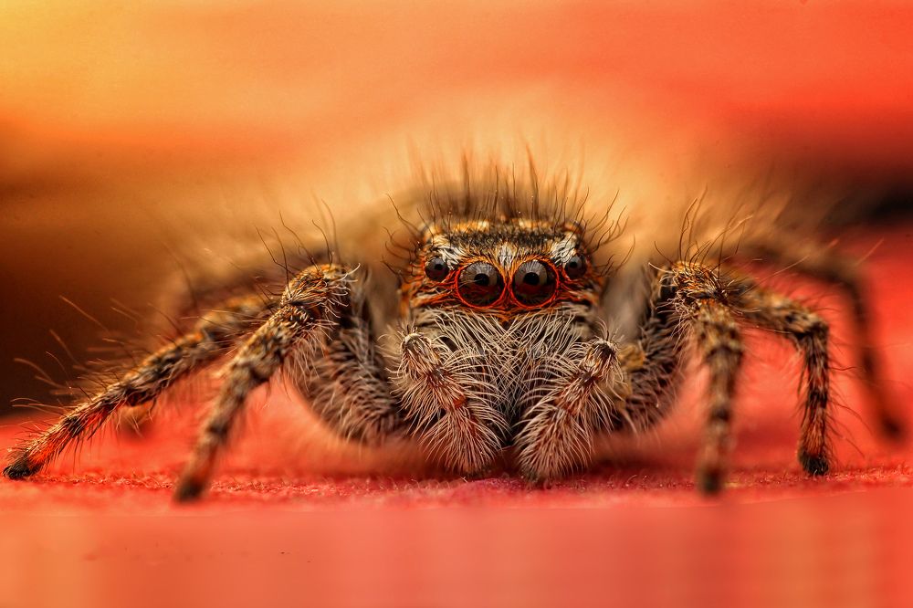 Photograph by Omid Mirshamsi