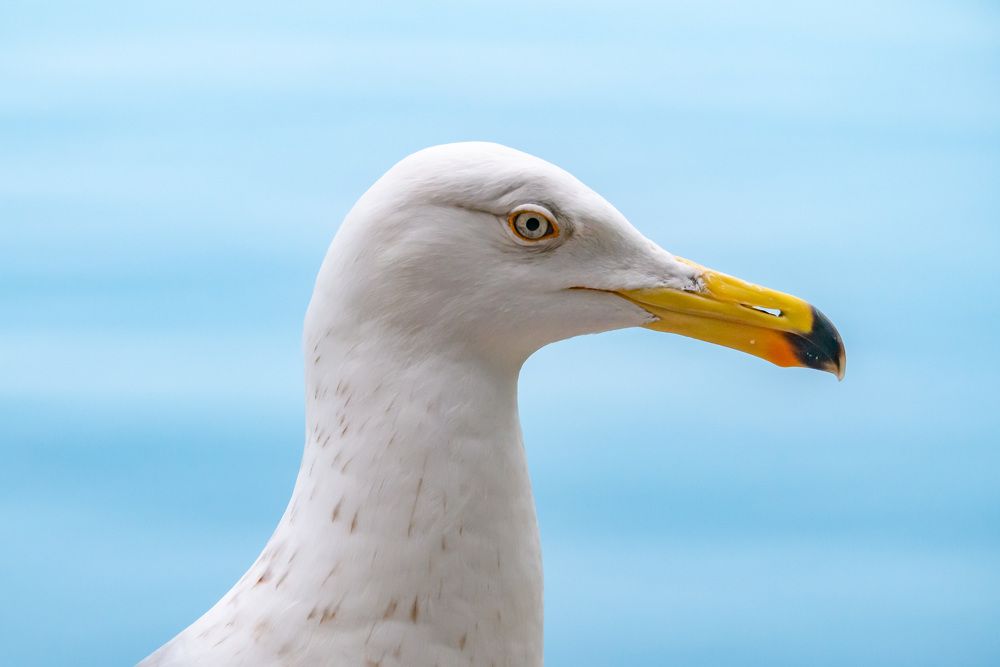 Любопытный Баклан