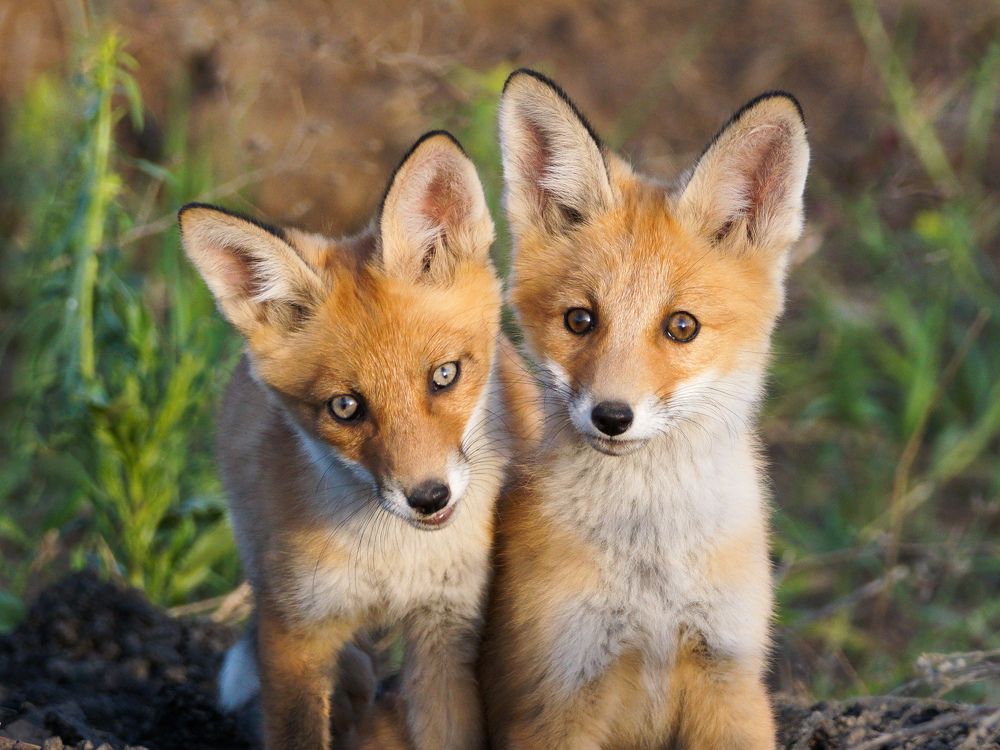 Лисята с разным цветом глаз