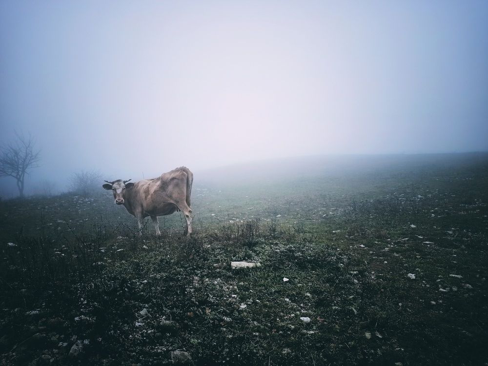 Photograph by Юлия Гришина