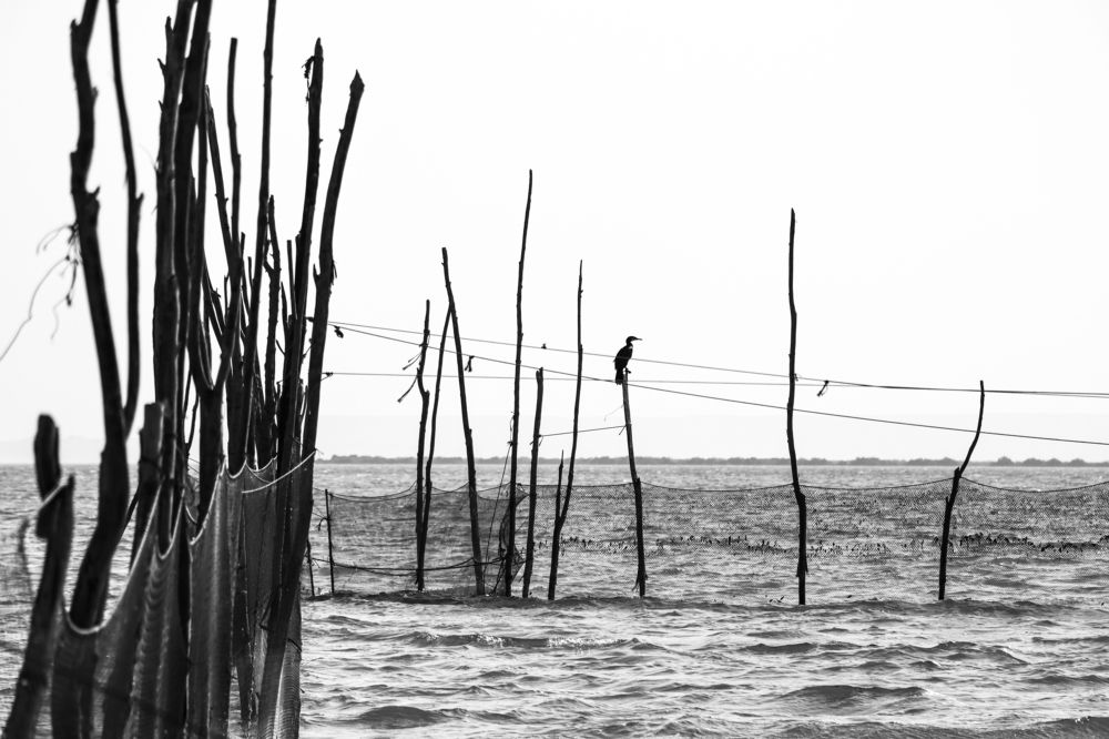 Photograph by Mohammad hasan Raziabadi