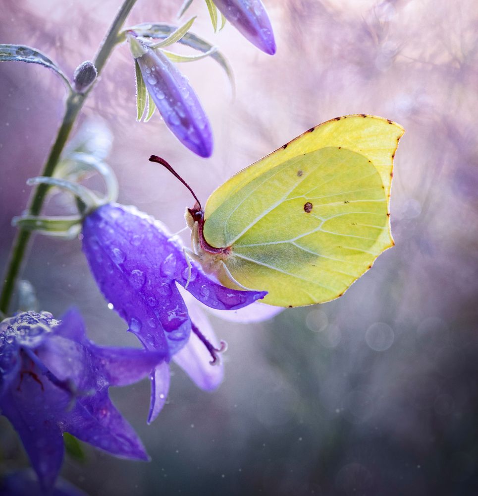 In the purple haze/Сиреневый туман