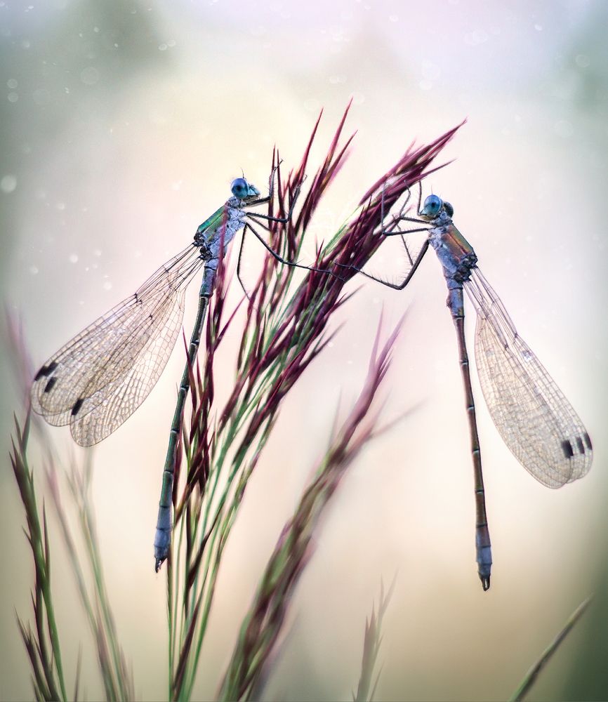 Две подружки