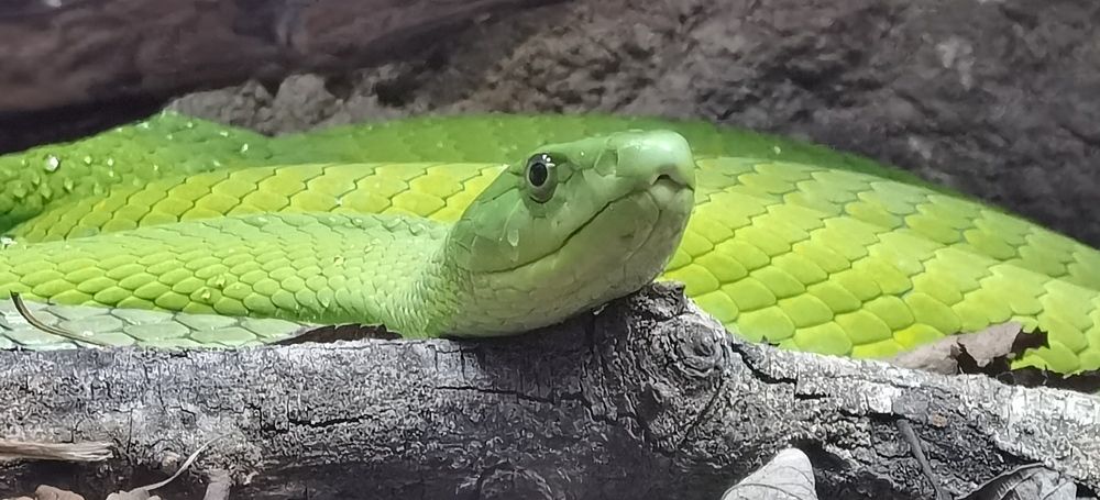 Green mamba