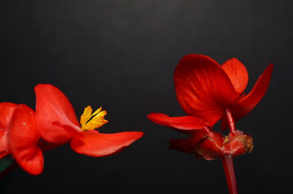 Фотография автора Toma Bervetsky