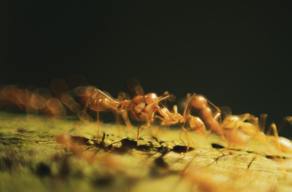 Photograph by Renz Adrian Ronda