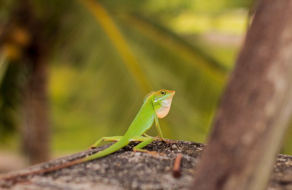 Photograph by Renz Adrian Ronda