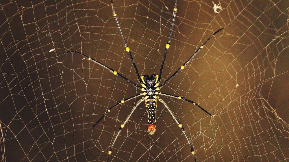 Photograph by Jay Sharan