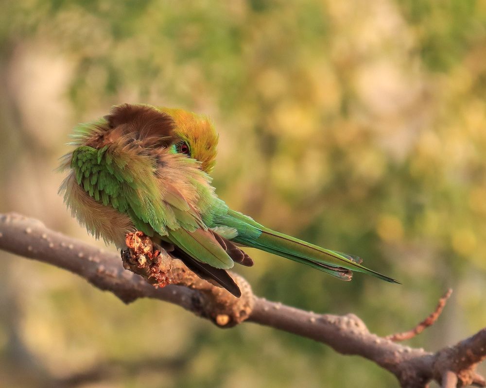 Photograph by Jalpa Shah