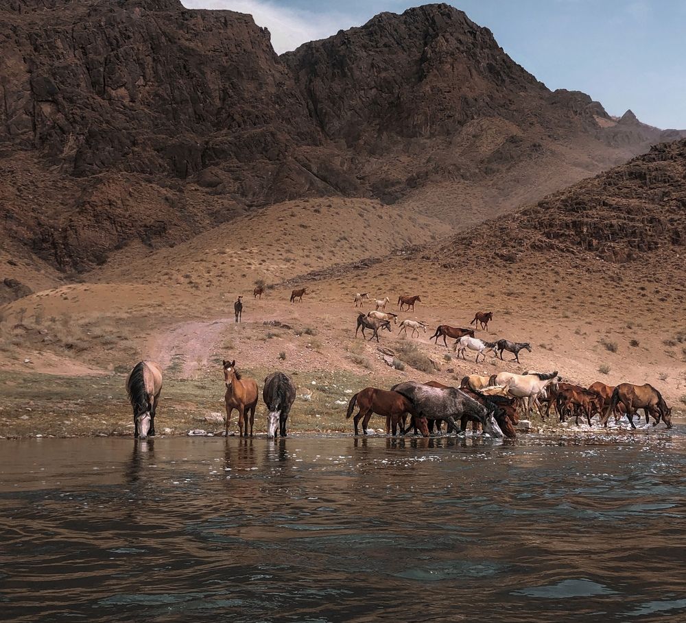 «Водопой»   «Watering hole»