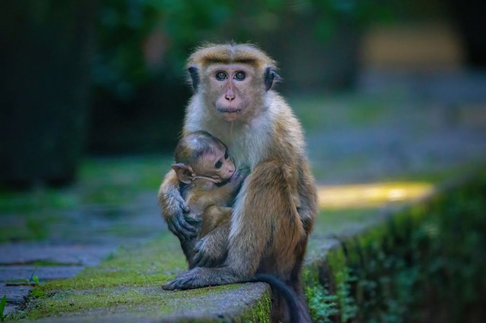 Photograph by Aruna Thilakarathne