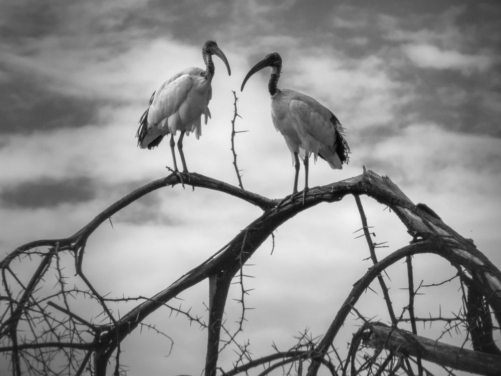 Photograph by Odendaal