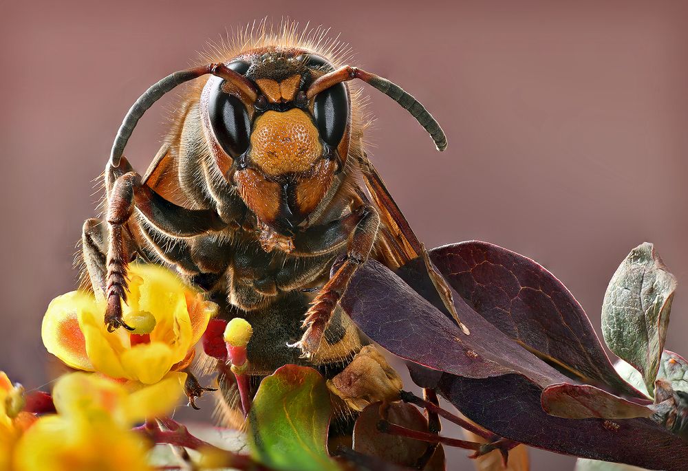 Портрет шершня