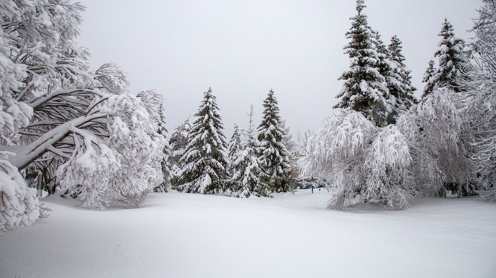 Зимняя сцена