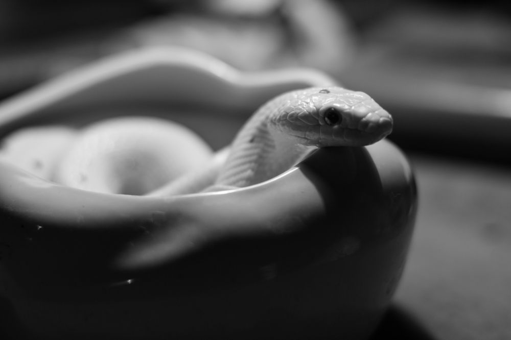 Photograph by Инна Яровая