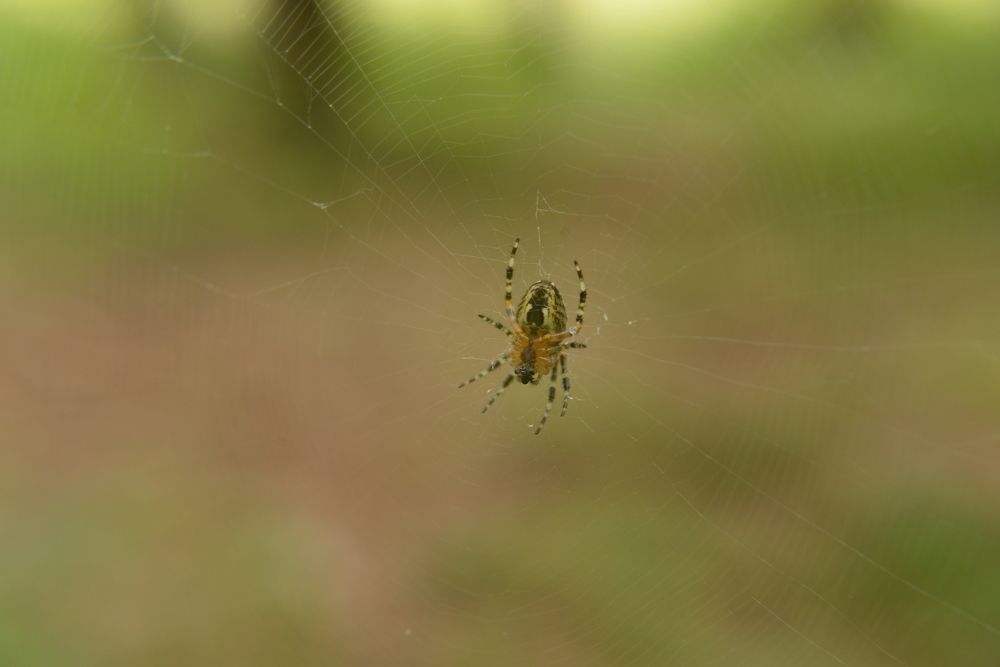 Photograph by Vera Petriv