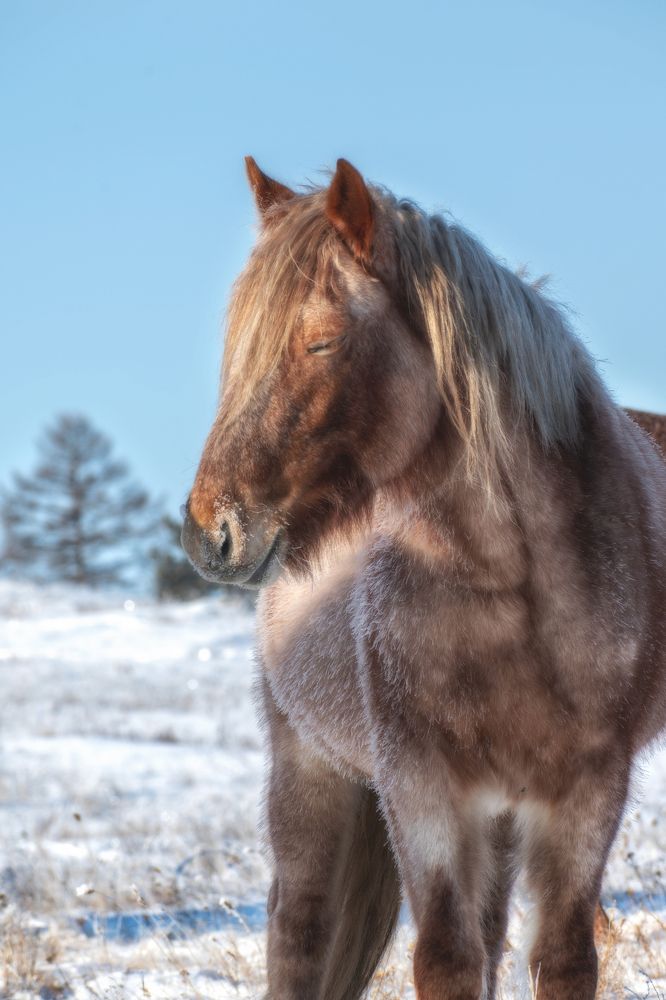Дикие лошади Байкала