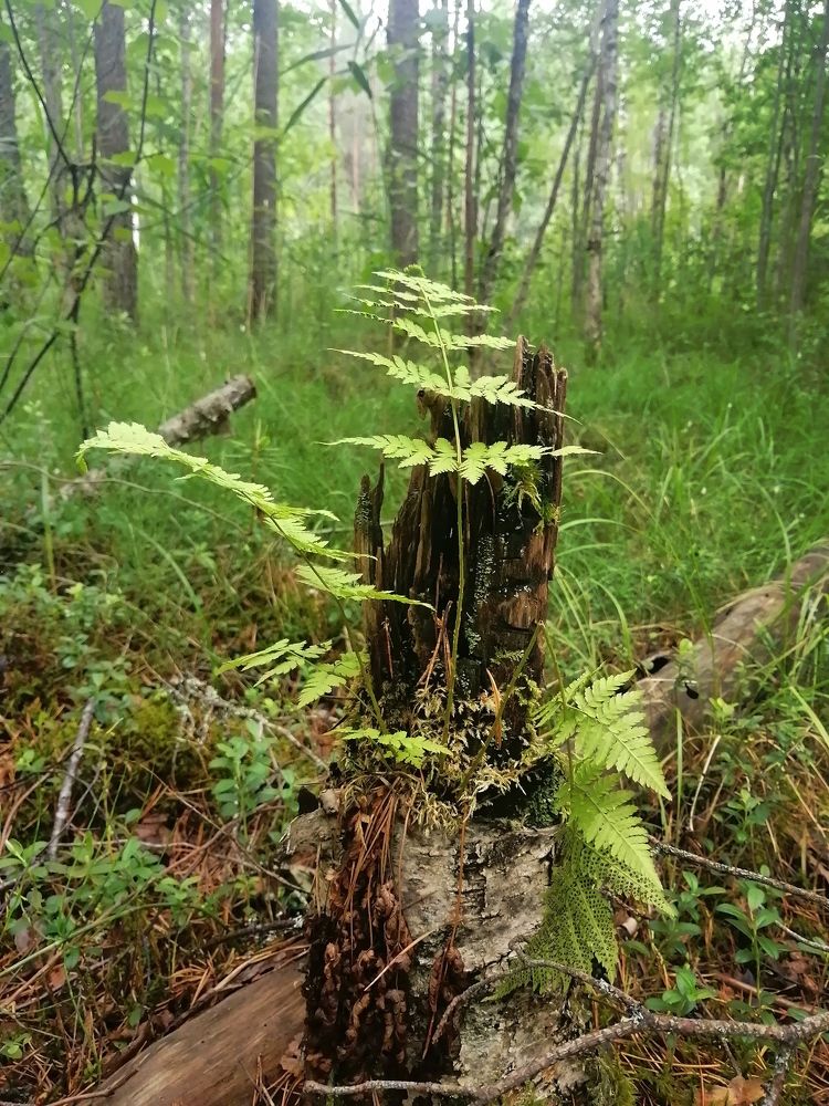 Photograph by Оля