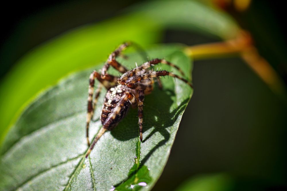 Photograph by Наталья Кащеева