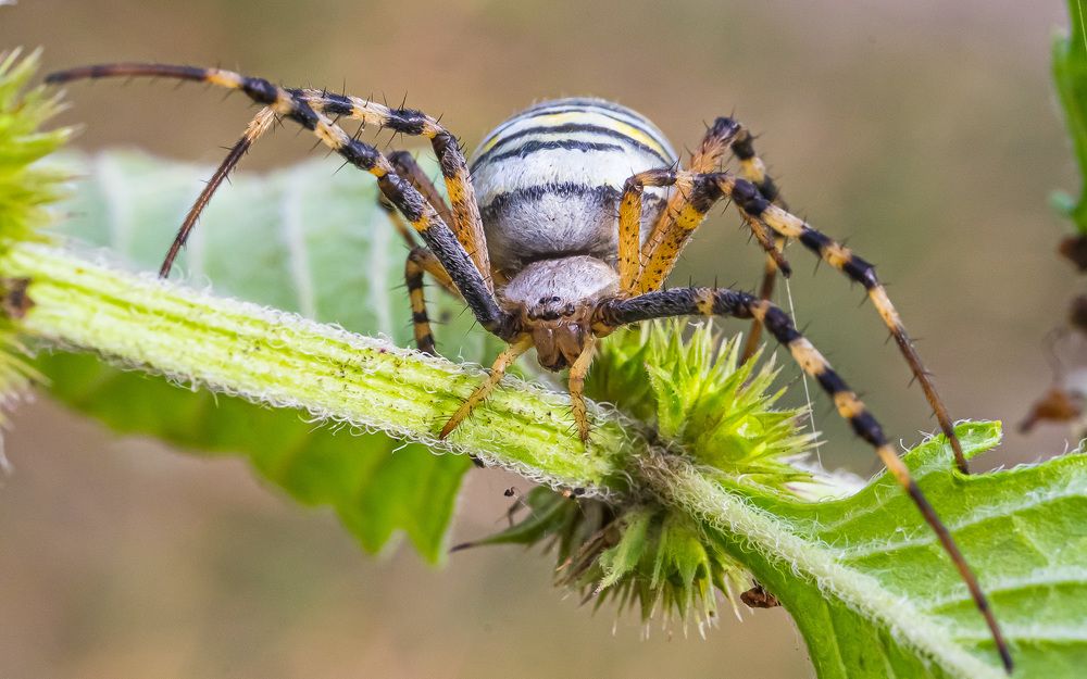 Фотография автора Николай Бологов