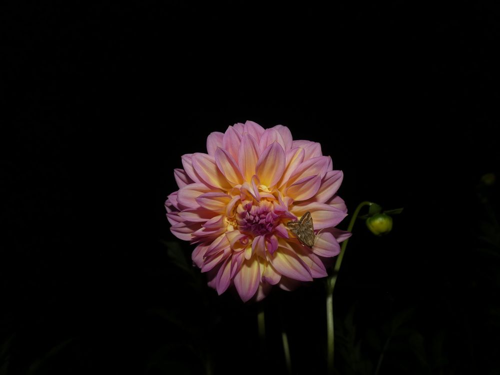Photograph by Вячеслав Приходько