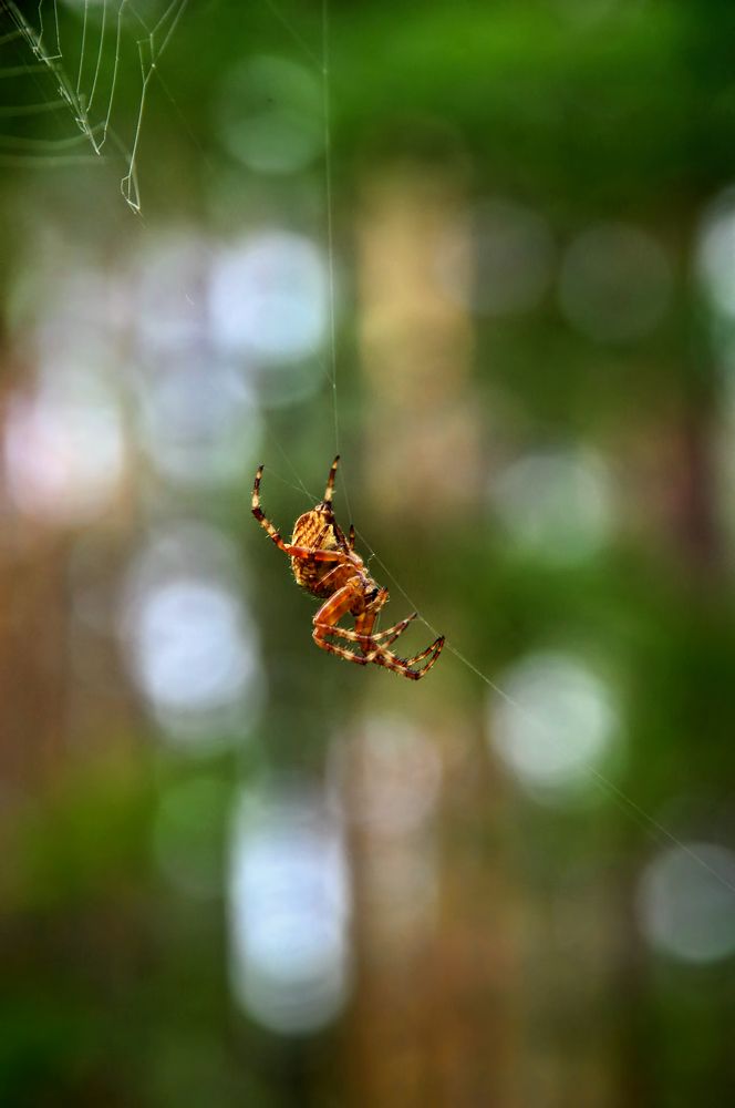 Photograph by Наталья Кащеева