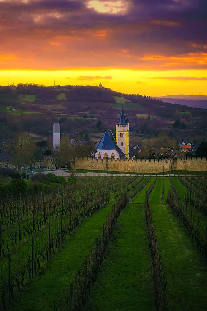 Виноградник.