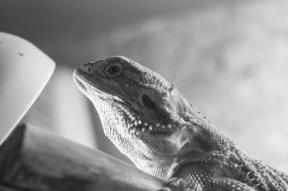 Photograph by Инна Яровая