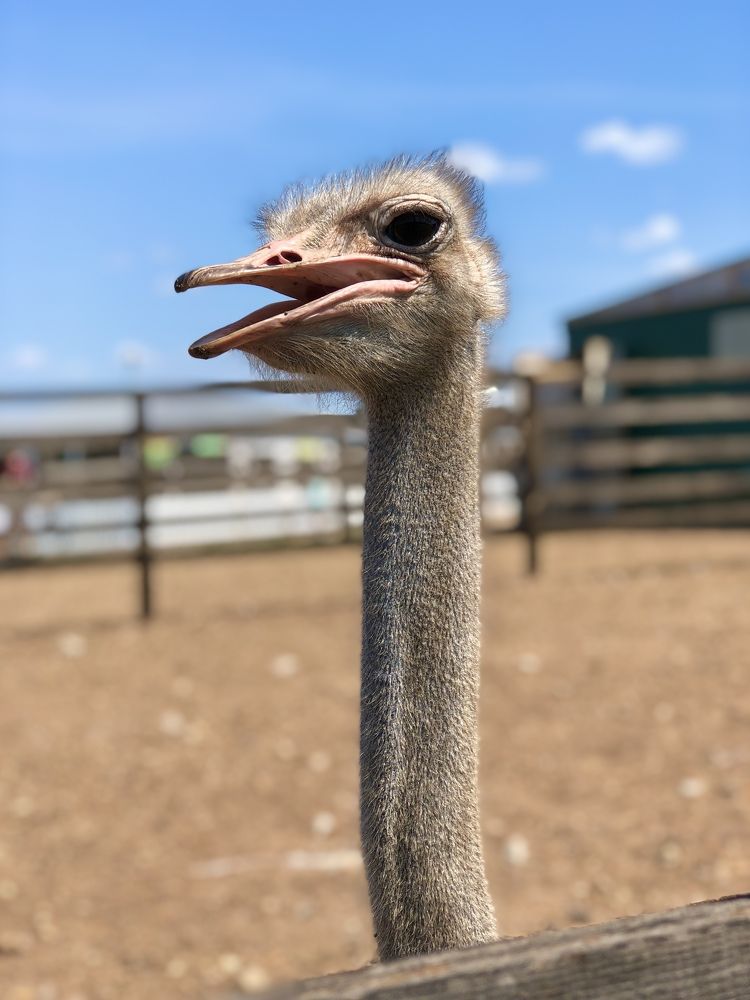 Страус.