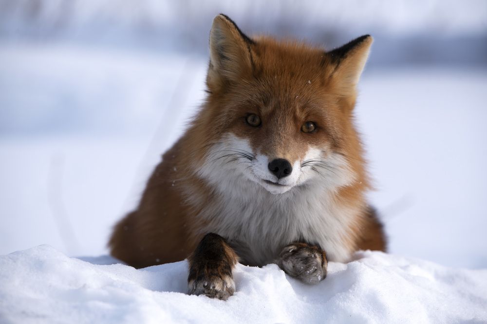 В какую камеру смотреть?