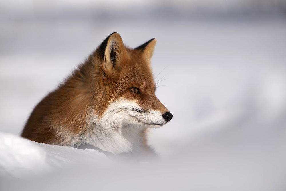 В какую камеру смотреть?