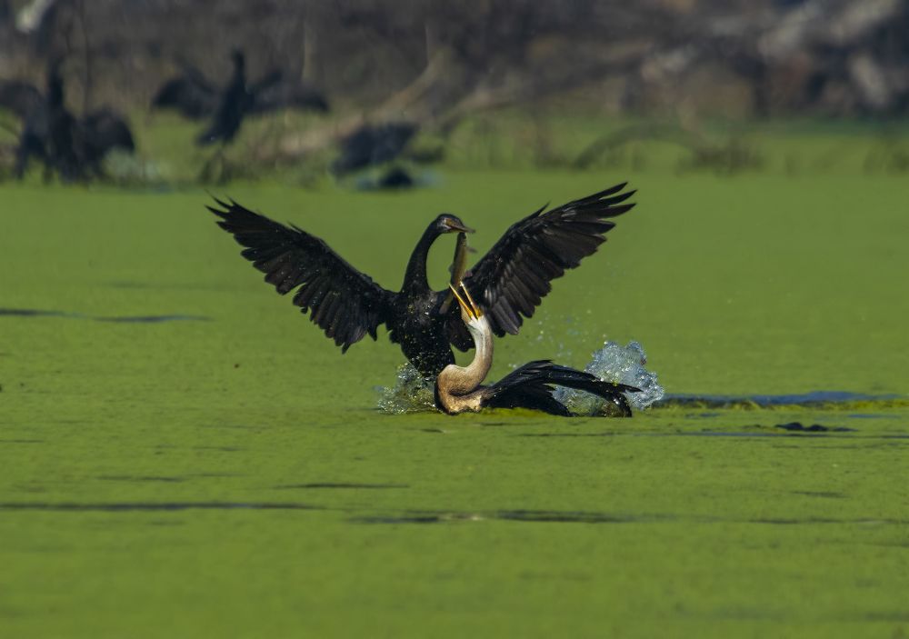 Фотография автора hitesh chawla