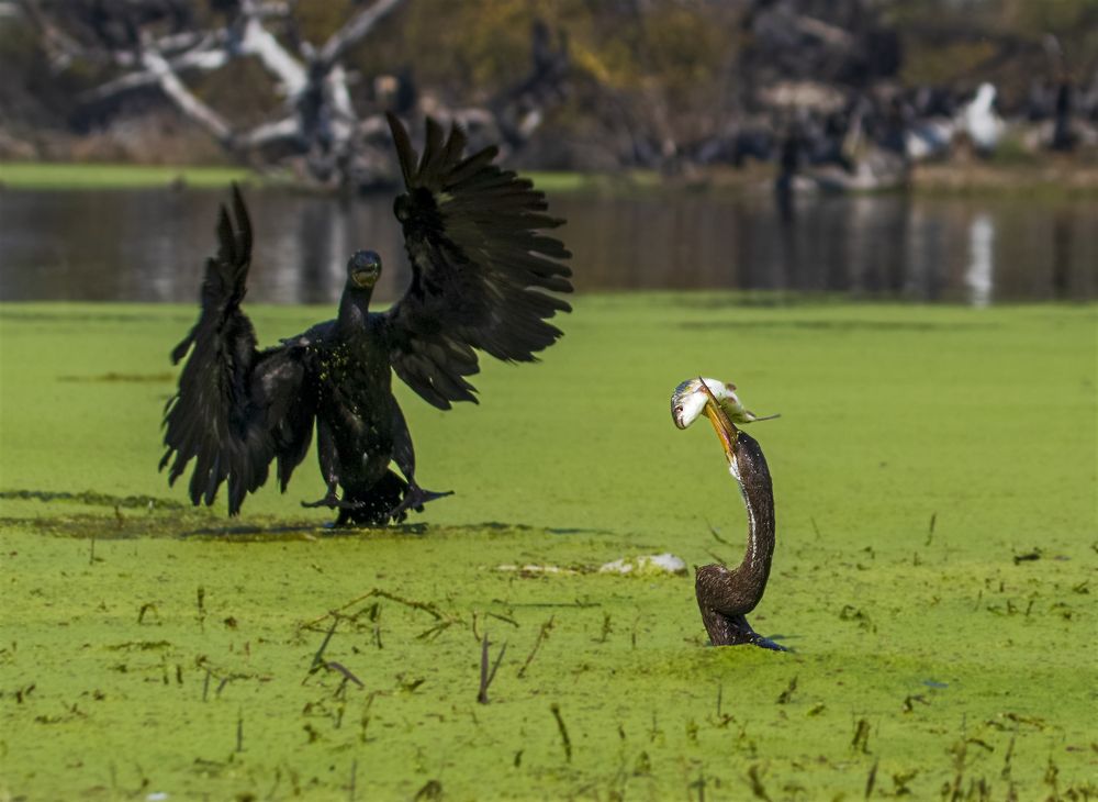 Фотография автора hitesh chawla