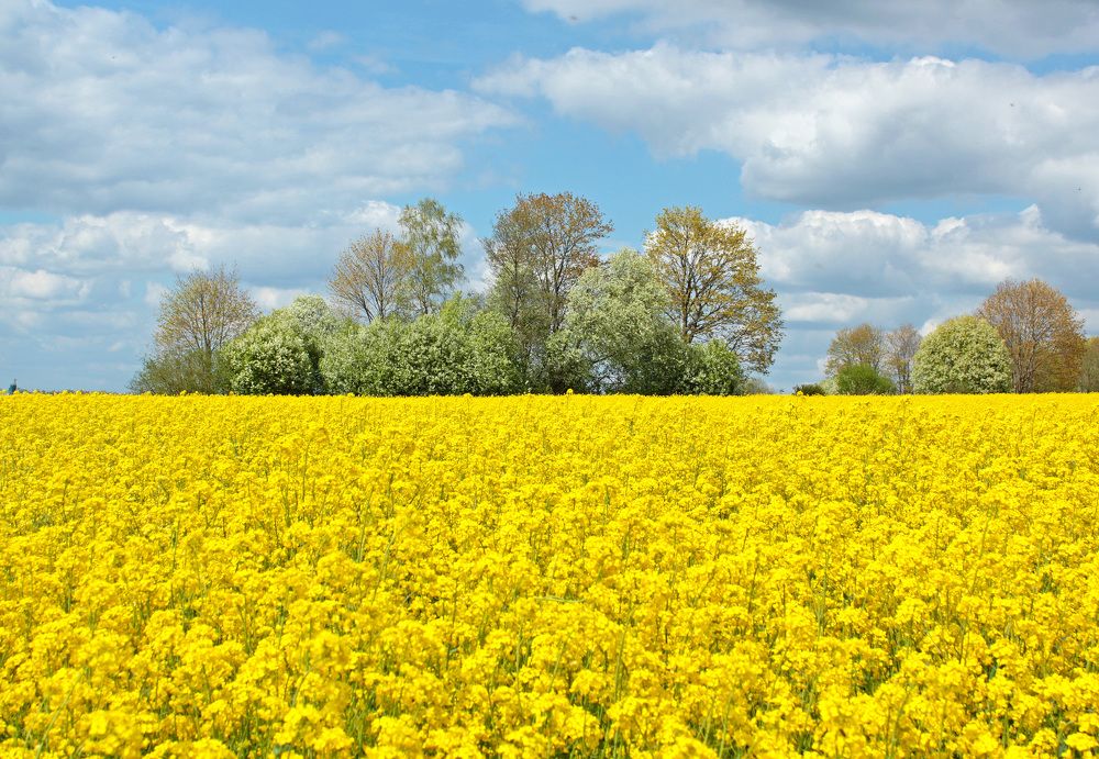 Belorussian not lavender field