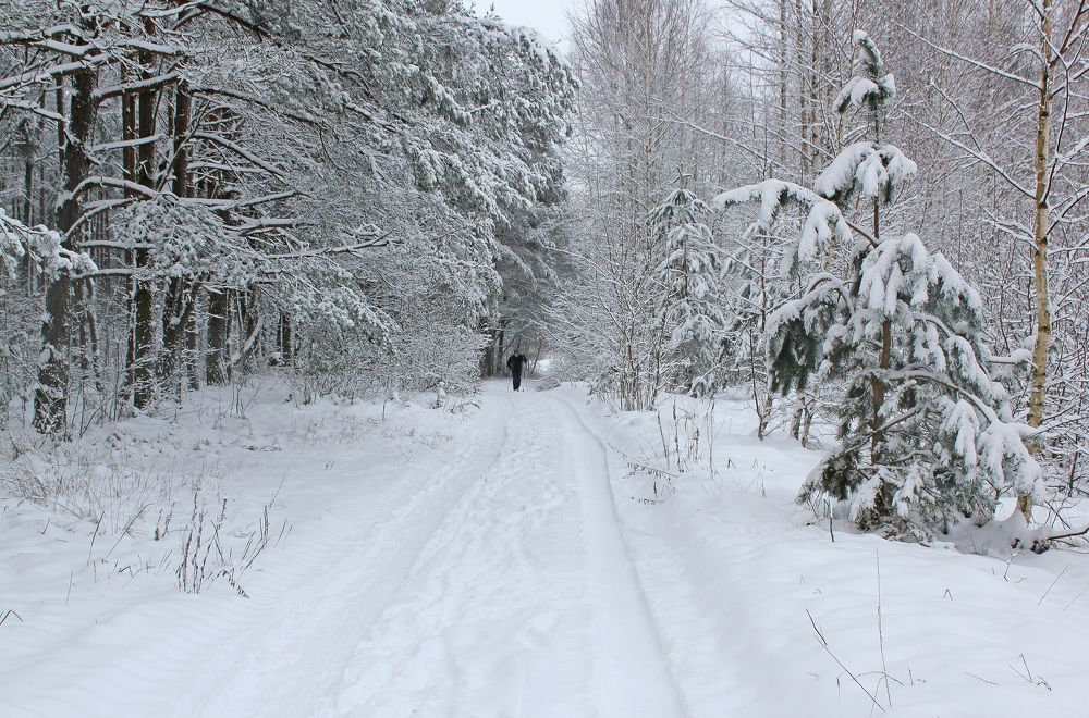 Skiing in the forest