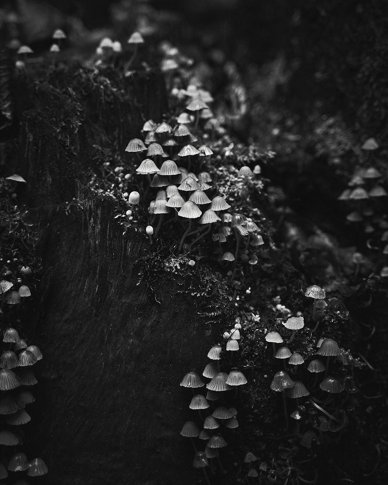 Фотография автора Александр Османов