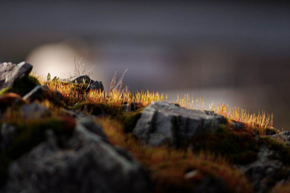 Photograph by Михаил Жарский