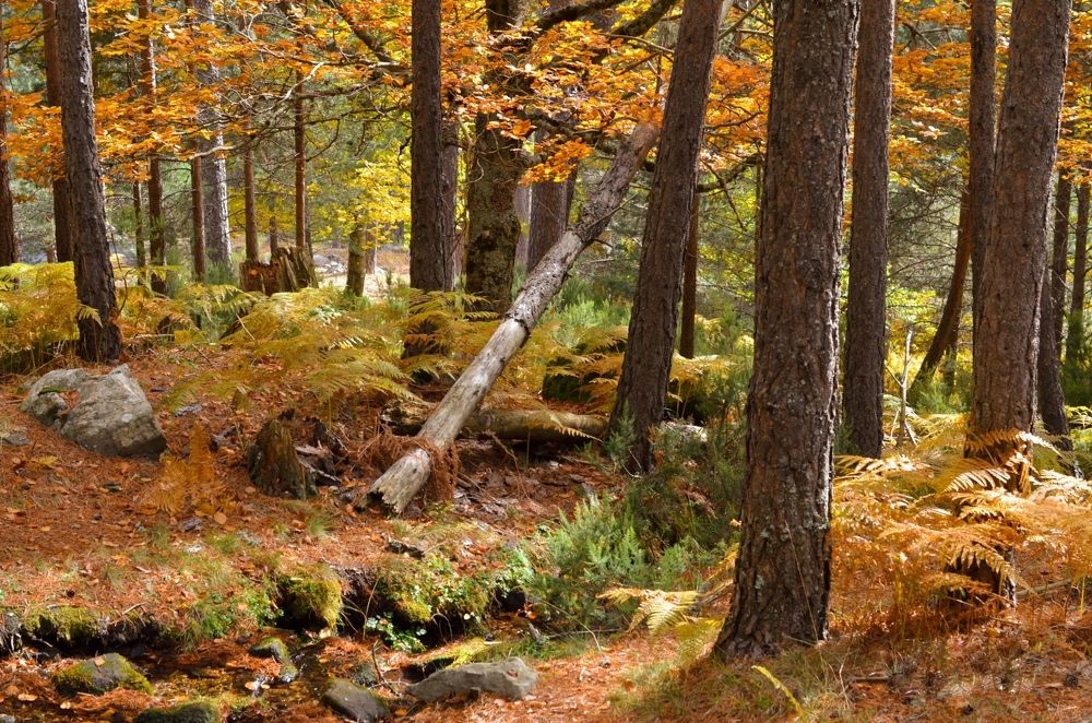 Photograph by Ольга Хомякова