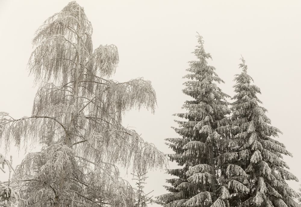 Photograph by TURCZA HUNOR