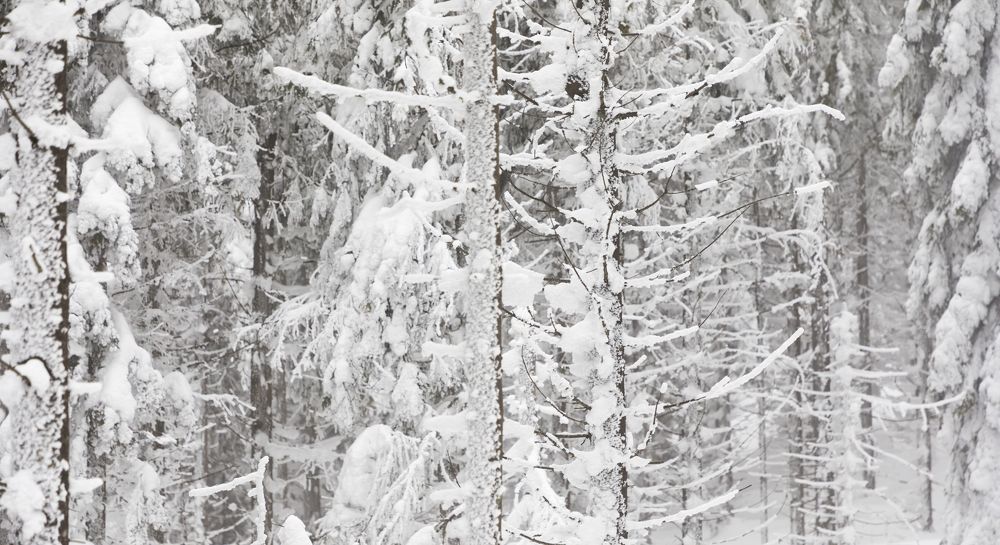 Photograph by TURCZA HUNOR