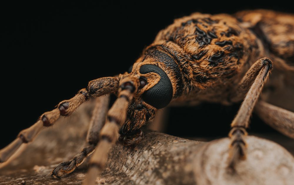 Photograph by Athabarani Osman