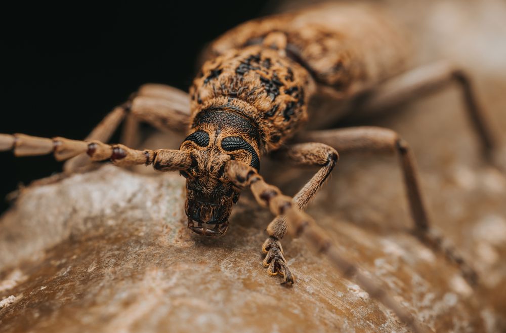 Photograph by Athabarani Osman