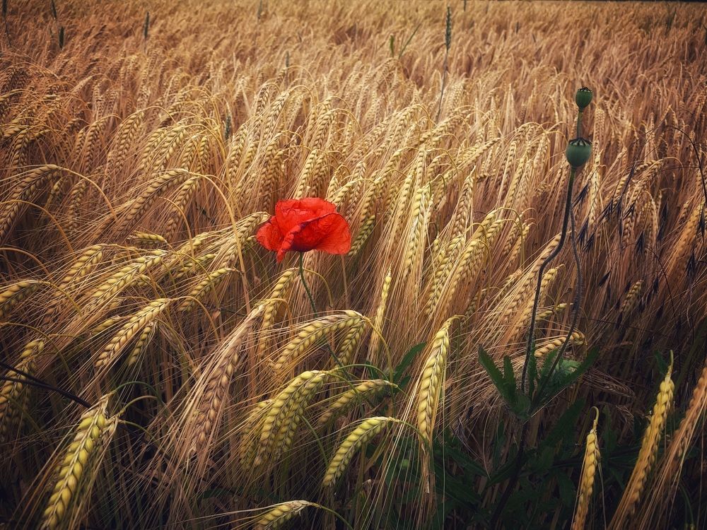 Photograph by Swetlana Lebedev