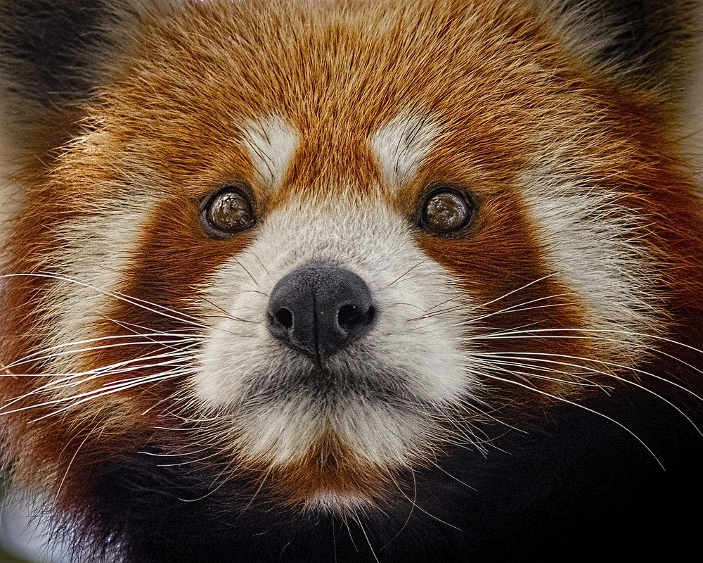 A Red Panda