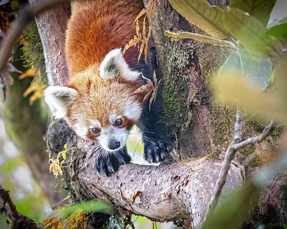 Red Pandas