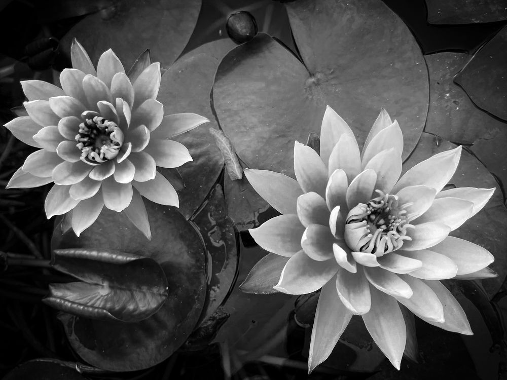 Water lilies