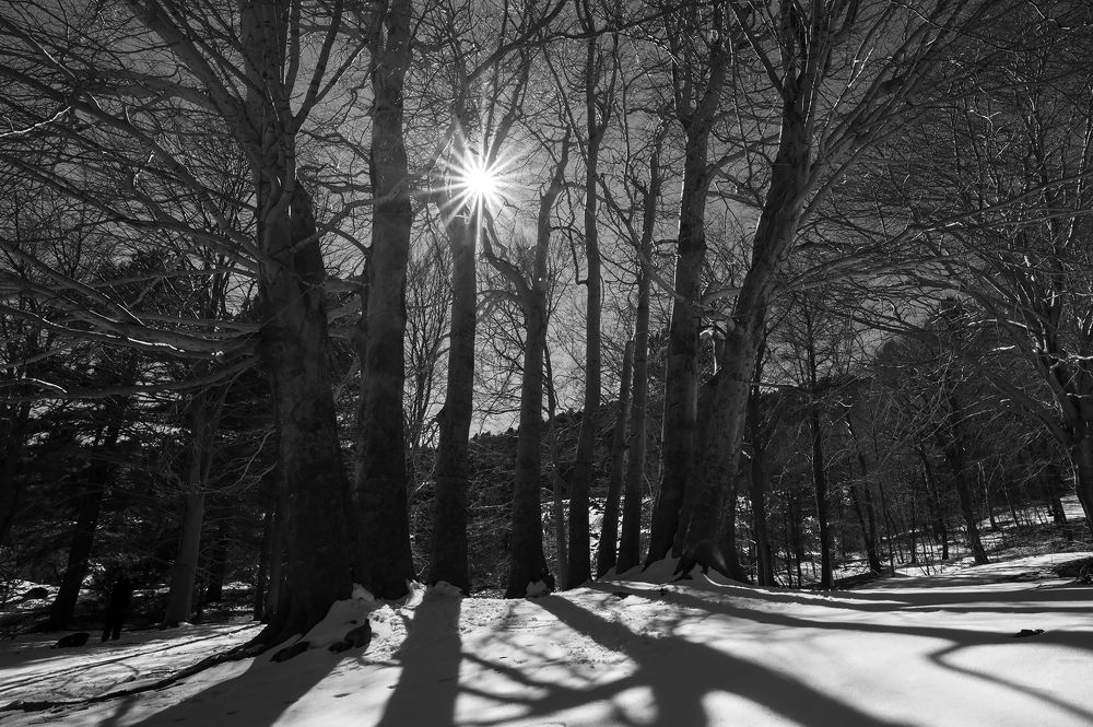 Photograph by Massimo Tamajo