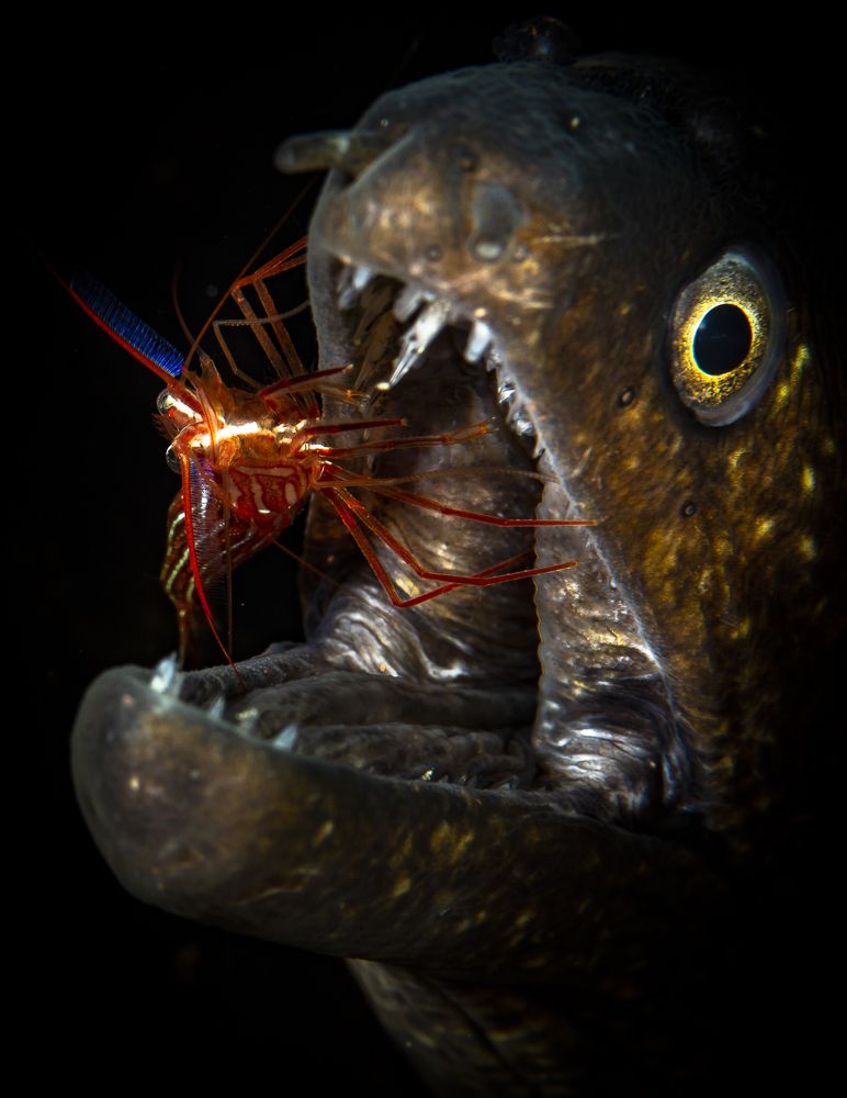 Photograph by Csaba Tokolyi