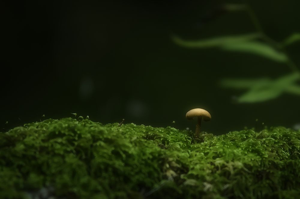 Photograph by Dino Sirica