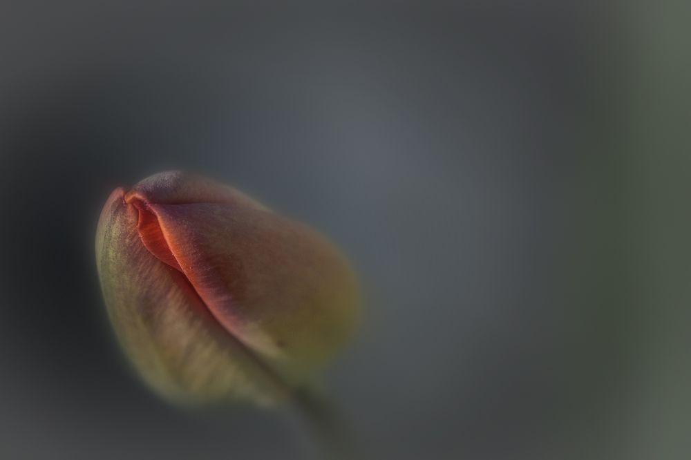 Photograph by Dino Sirica